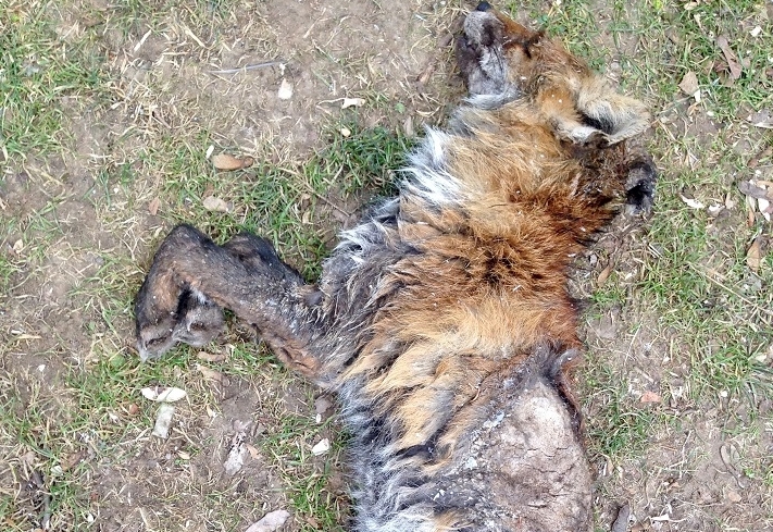 Vorsicht: Fuchsr&auml;ude  