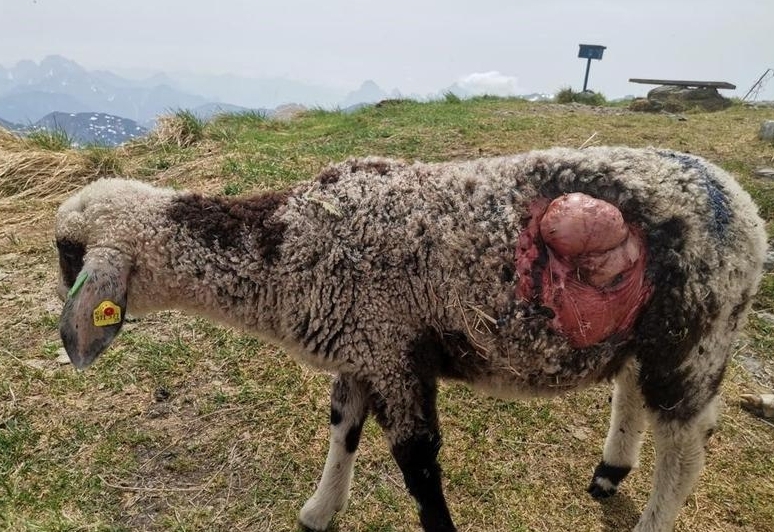 Weidetier-Risse machen Landwirte zu schaffen 