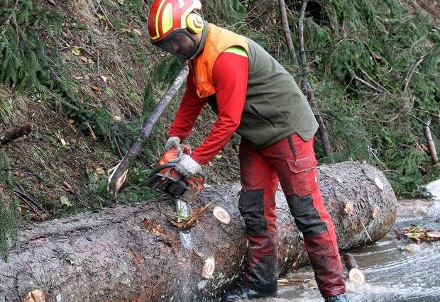 Gef&auml;hrliche Waldarbeit