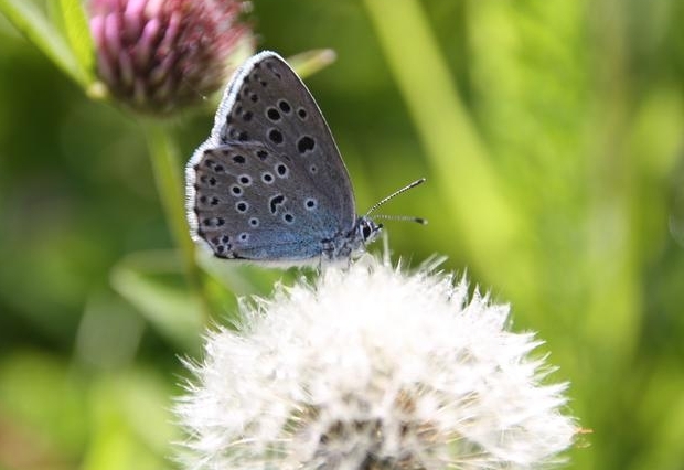 Nationalpark ist Hotspot einheimischer Arten