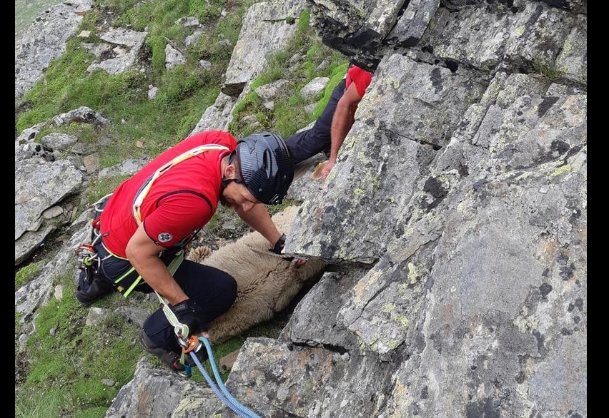 Schafe aus Bergnot geborgen
