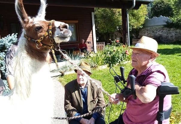 Lama-Besuch im Pflegeheim