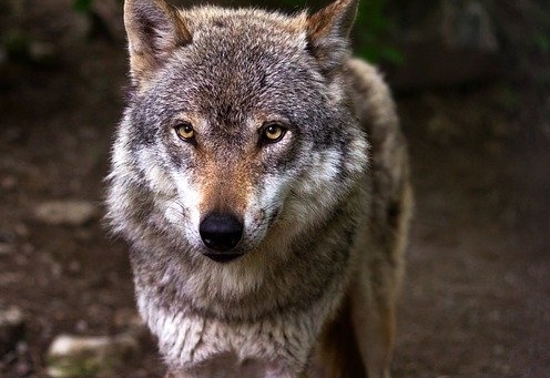 Wolf im Siedlungsgebiet gesichtet