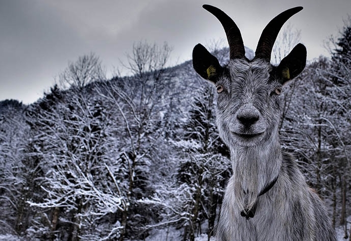 Die Arten des Jahres 2022