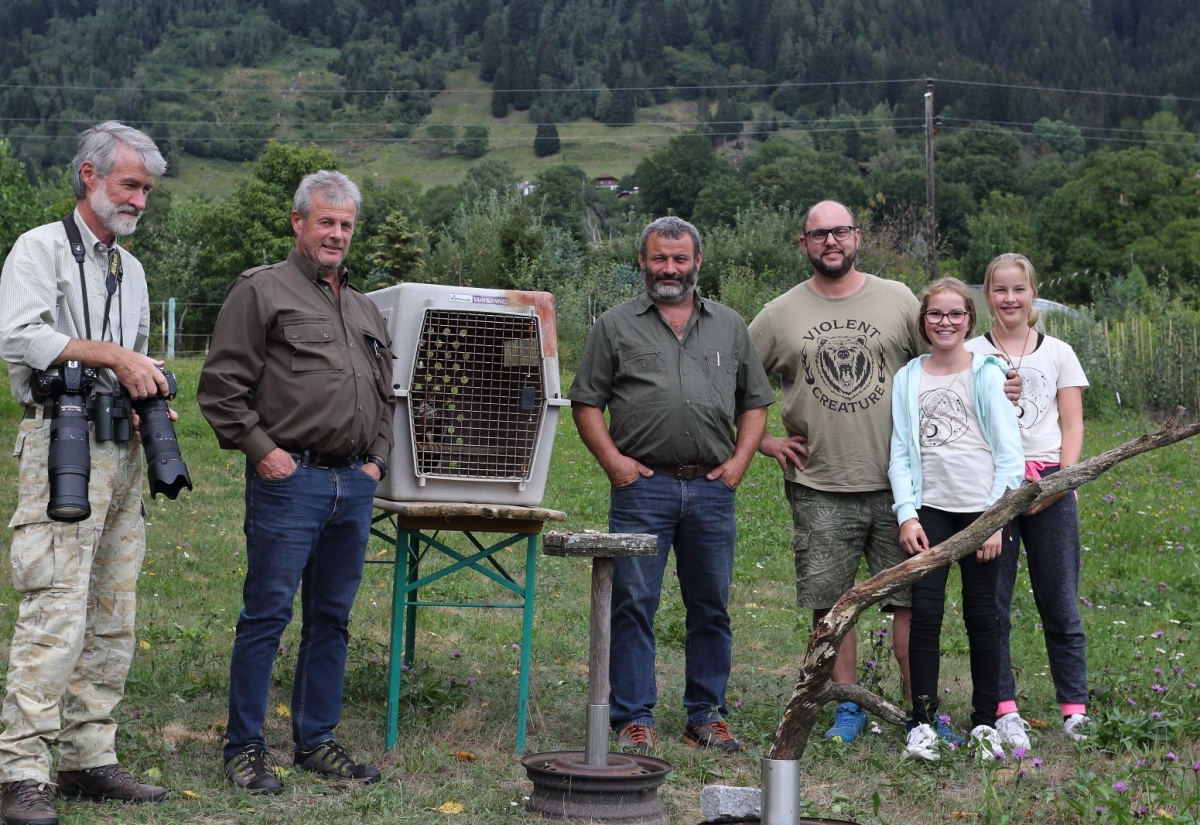 Erfolgreiche Freilassung eines jungen Wespenbussards