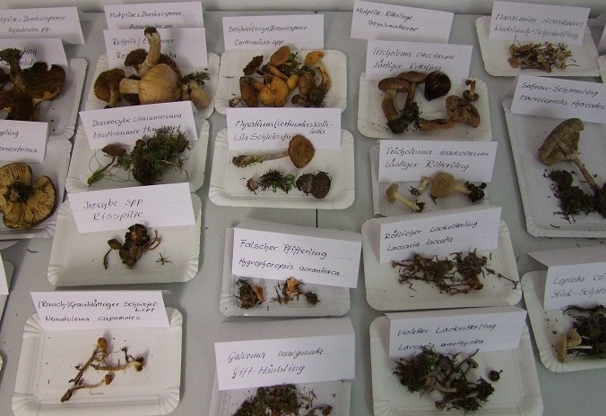 Alles &uuml;ber Pilze