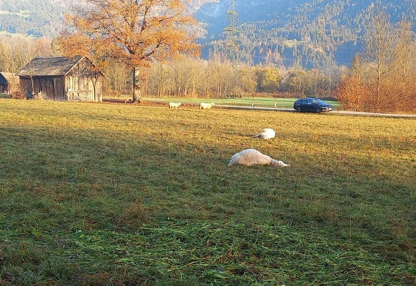 Mutma&szlig;liche W&ouml;lfe dezimierten Schafsherde