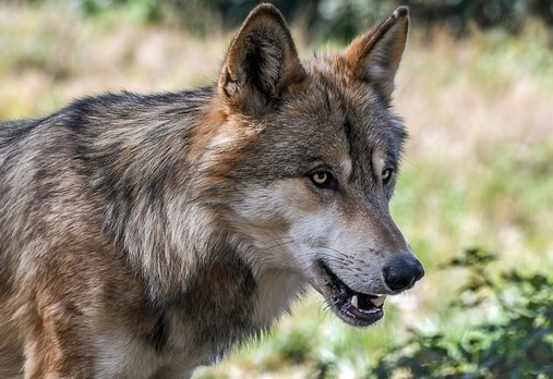 EU lenkt bei Wolf ein