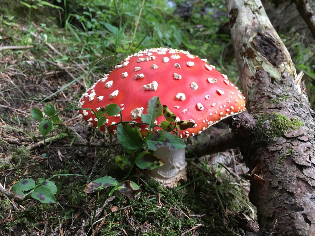 Seminar: Pilze im &Ouml;kosystem Wald