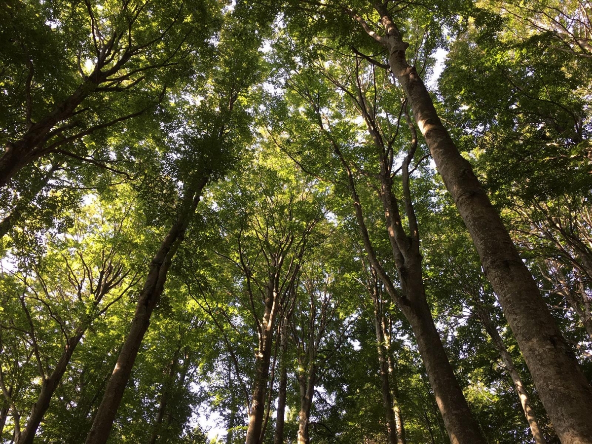 Tiroler Waldbauerntag findet heuer in Osttirol statt
