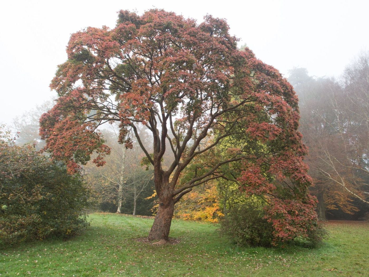 Frisch gepresst: naturtrüber Apfelsaft aus Osttirol