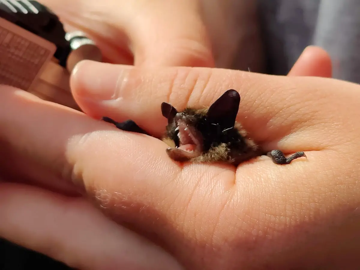 Fledermäuse im Nationalpark Hohe Tauern