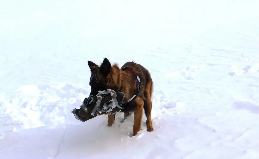 Die Junghunde werden spielerisch auf ihre Aufgabe vorbereitet und für das Auffinden ihrer „Beute“ belohnt.
