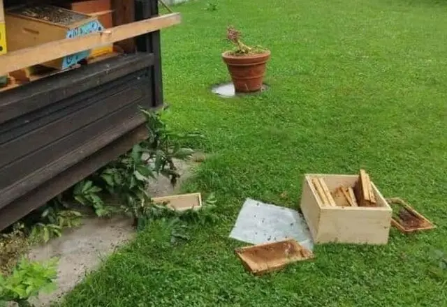 „Bären-Alarm“ im Gailtal 