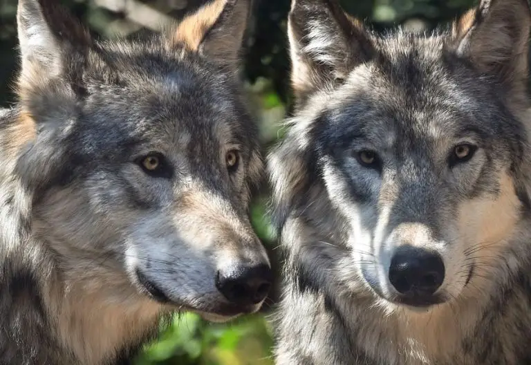 Gesetz für schnelleres Eingreifen gegen Schadwölfe