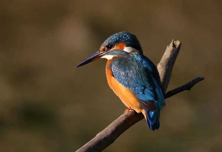Ein „Zuhause“ für Eisvögel