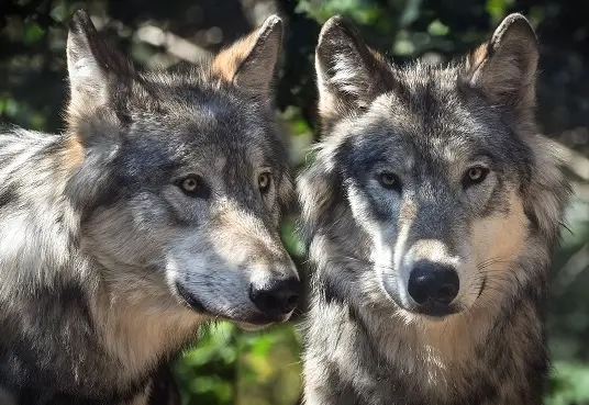 Alm- und Weideschutzgesetz am Weg