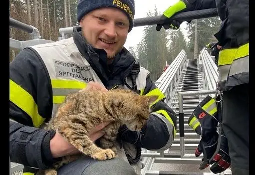 Kätzchen von Baum gerettet
