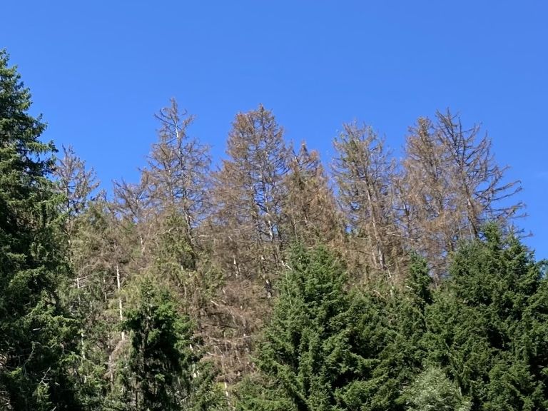 Borkenk&auml;fer gef&auml;hrdet den Schutzwald in Osttirol