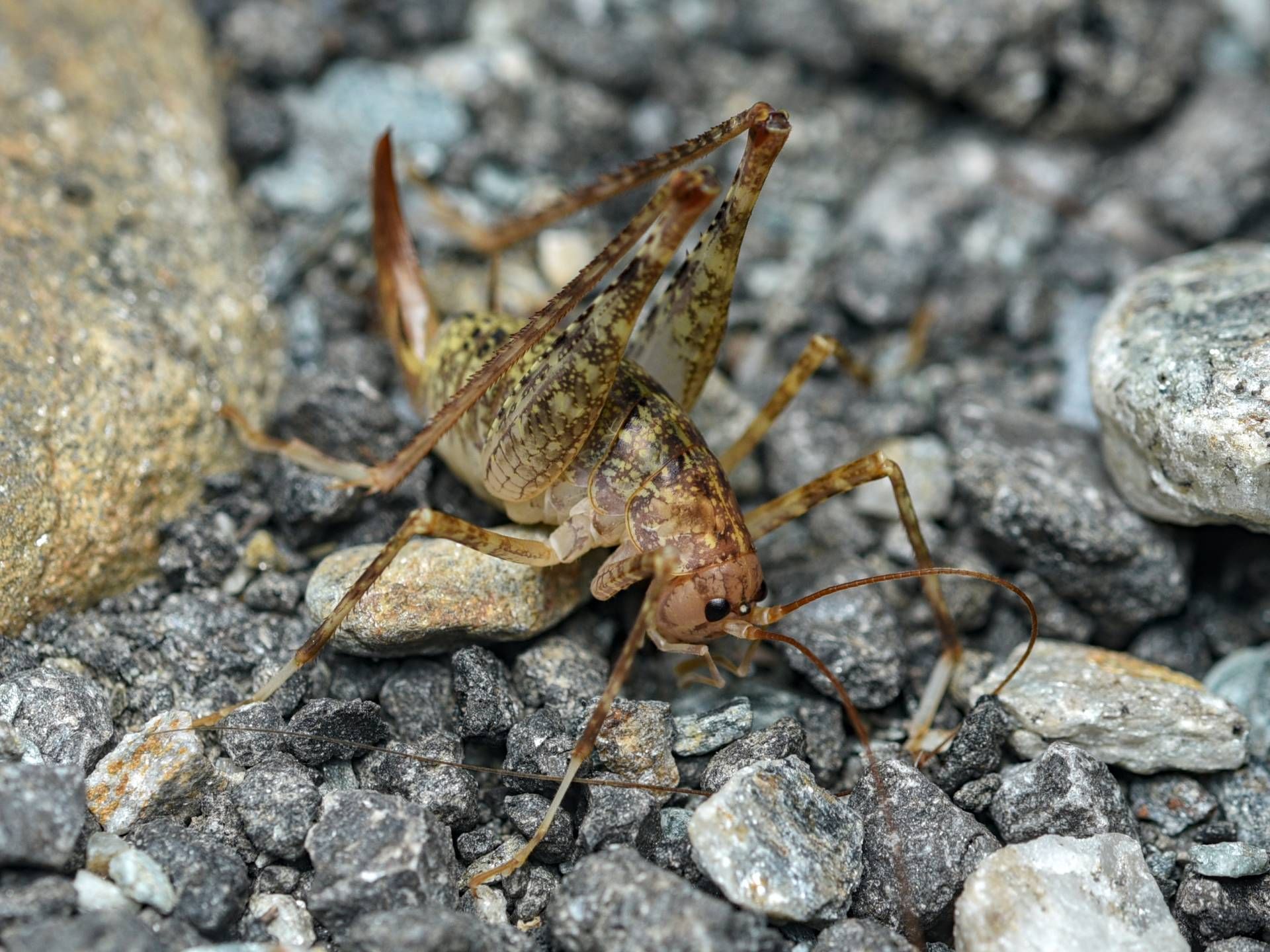 V&ouml;llig &uuml;berrascht war das Forscherteam vom Haus der Natur &uuml;ber den Erstfund der Bedrohten H&ouml;hlenschrecke. Foto: Tobias Seifert