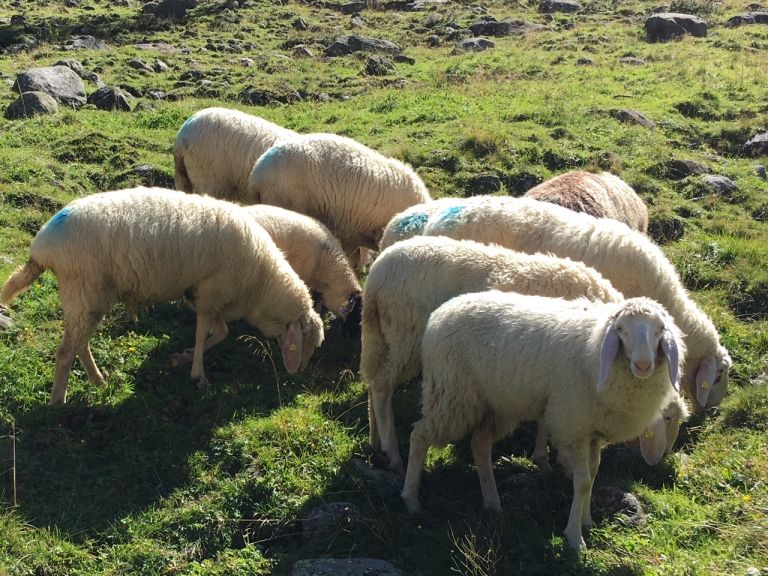 Verdacht auf Schafsrisse durch Wolf bei Mittewald