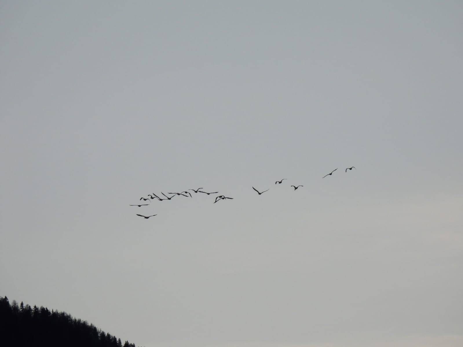 An einzelnen Tagen wurden an der Oberen Drau bis zu 80 Kormorane gez&auml;hlt. Foto: Bernardini
