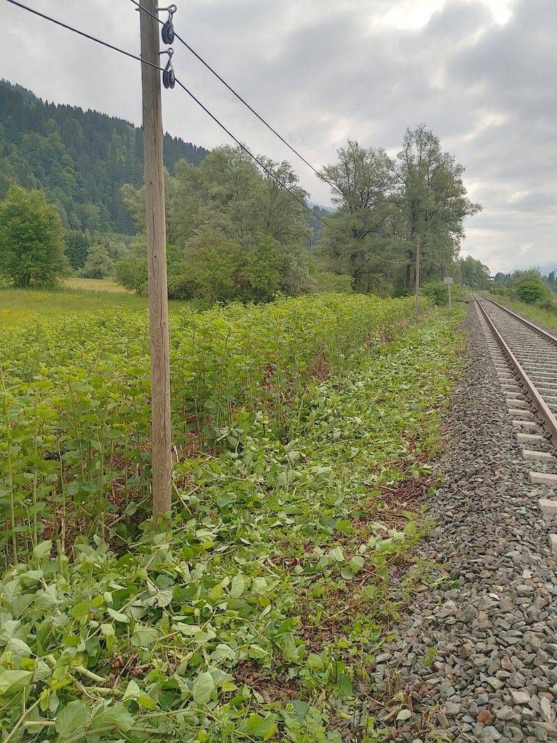 Die Vegetationsbek&auml;mpfung wird auf der Gailtalbahn nunmehr h&auml;ndisch vorgenommen. F&uuml;r viel Arbeit sorgt der Japanische Staudenkn&ouml;terich, der sich neben den Geleisen ausbreitet. Verein Gailtalbahn