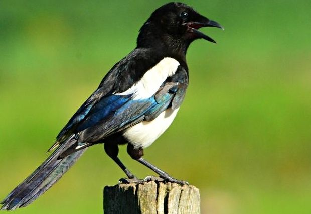 Schonzeit von Rabenv&ouml;geln wird verk&uuml;rzt