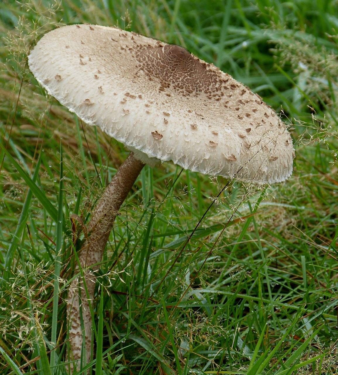 Vom Parasol kann man so viel klauben, wie man will. Foto: Pixabay