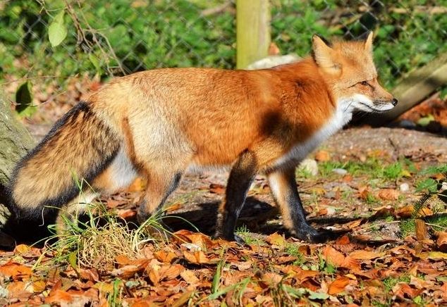 Reineke ist ein Wiederholungst&auml;ter