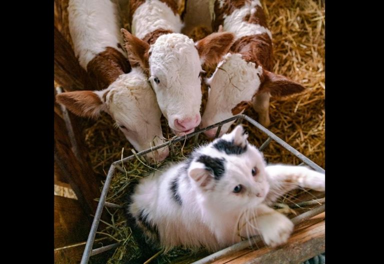 Drillinge in Pusarnitz