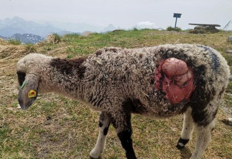 Weidetier-Risse machen Landwirte zu schaffen 