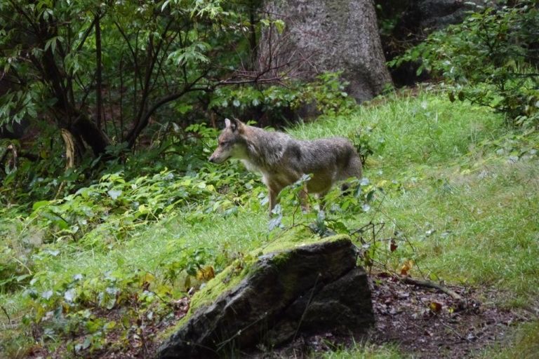 Erstmals Unterst&uuml;tzungsteam bei Wolfsjagd in Osttirol 