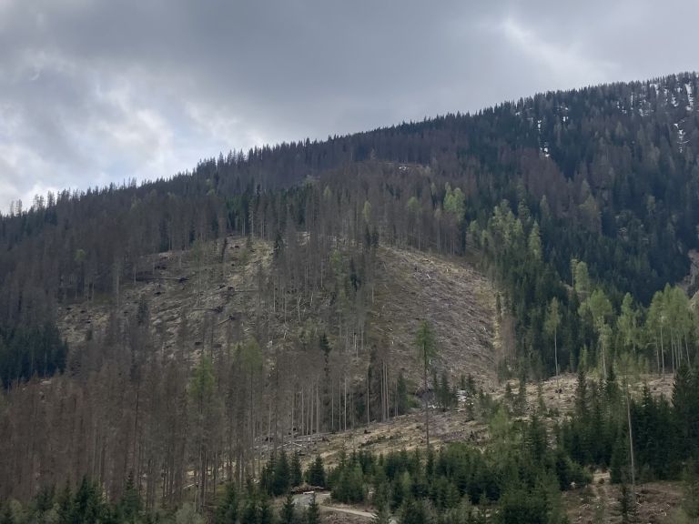 Borkenk&auml;fer-H&ouml;hepunkt k&ouml;nnte heuer &uuml;berschritten sein