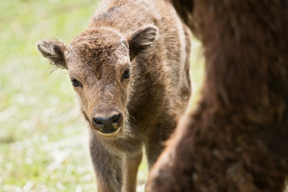 Das Kleine blickt neugierig in die Welt...