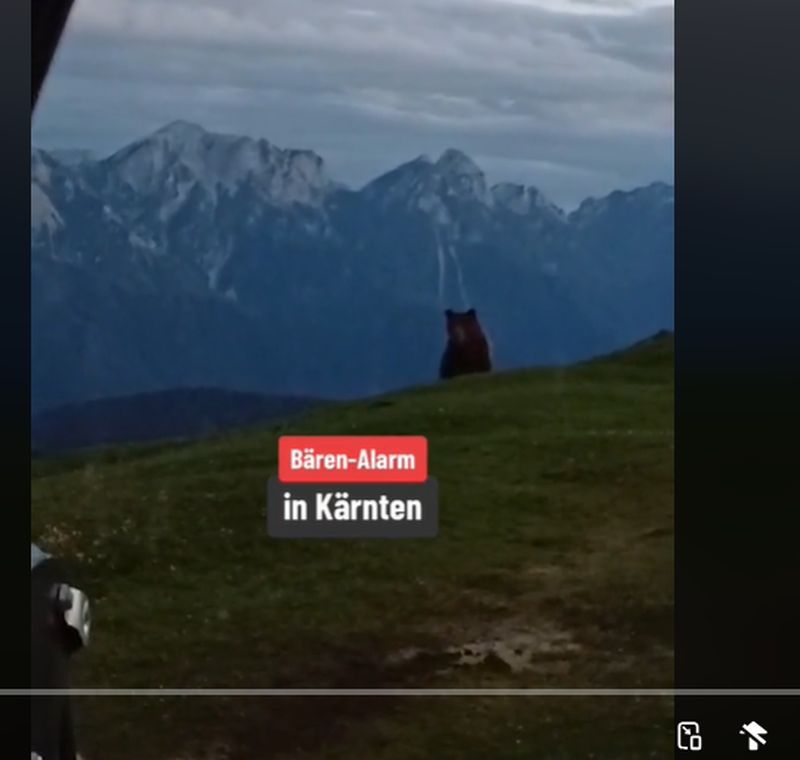 Das B&auml;renvideo wurde auf Tiktok gepostet und ist auch im "Servus-TV" Beitrag zu sehen.