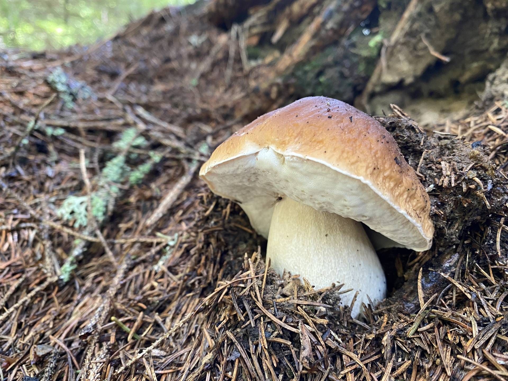 Eierschwammerl und Steinpilze sind teilweise gesch&uuml;tzte Pilze.