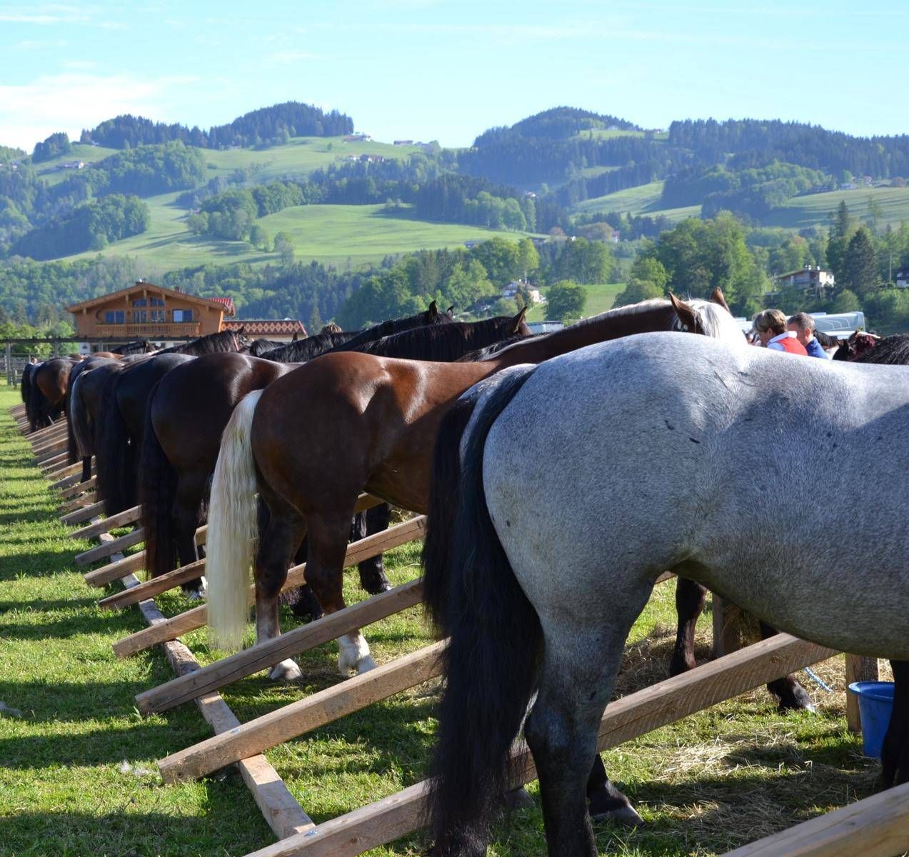 Die Farben-Vielfalt ist ebenfalls eine Besonderheit bei den Norikern. Foto: Pferdezucht Tirol.