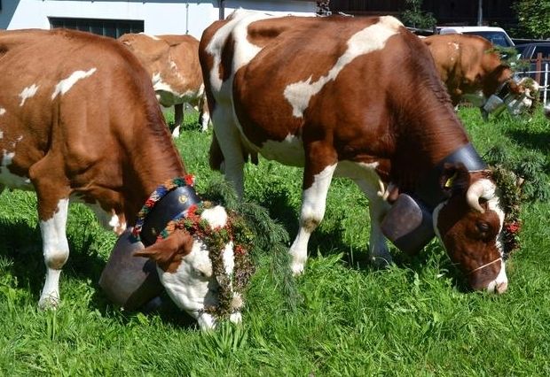 Der Almsommer geht zu Ende