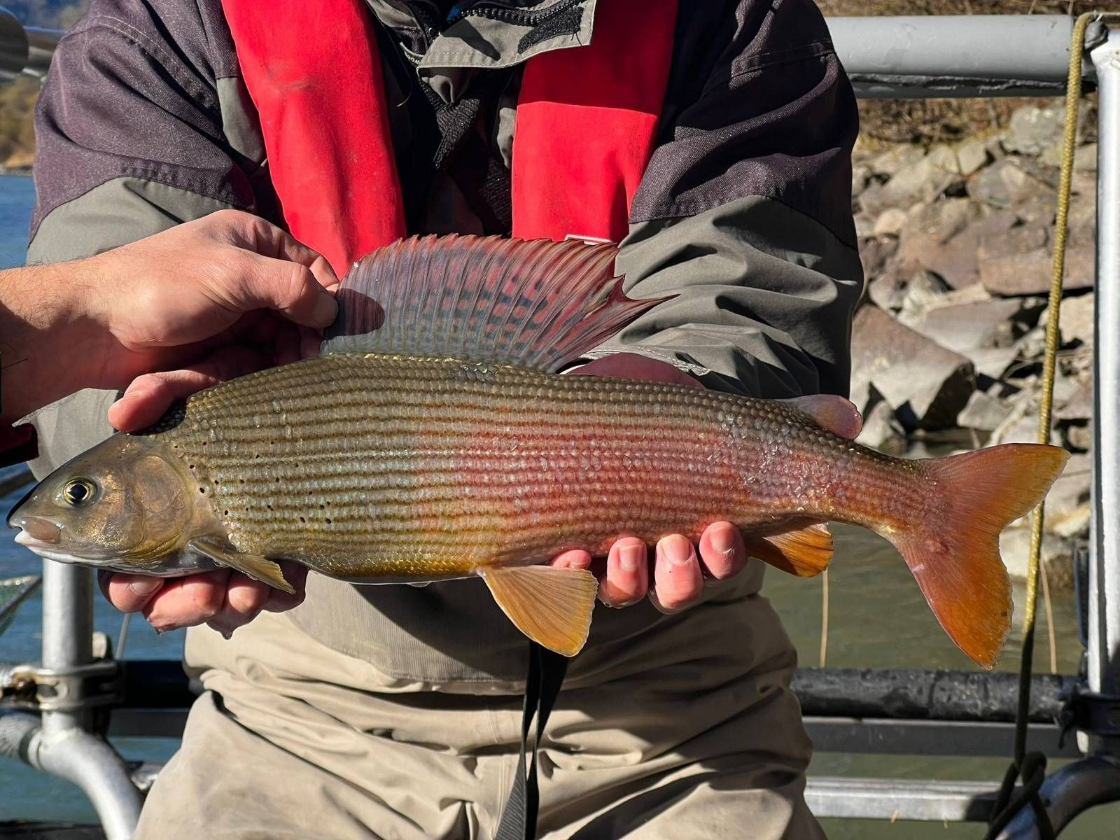 Fische der Drau mit Mikrochip markiert und besendert. Kormorane lassen ihn bei ihren Schlafpl&auml;tzen &bdquo;liegen&ldquo;.