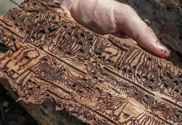 M&ouml;lltaler W&auml;lder extrem vom Borkenk&auml;fer bedroht