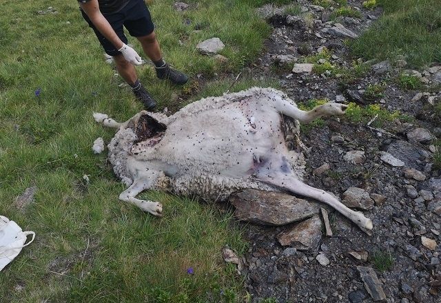 Durchwachsene Almsaison 