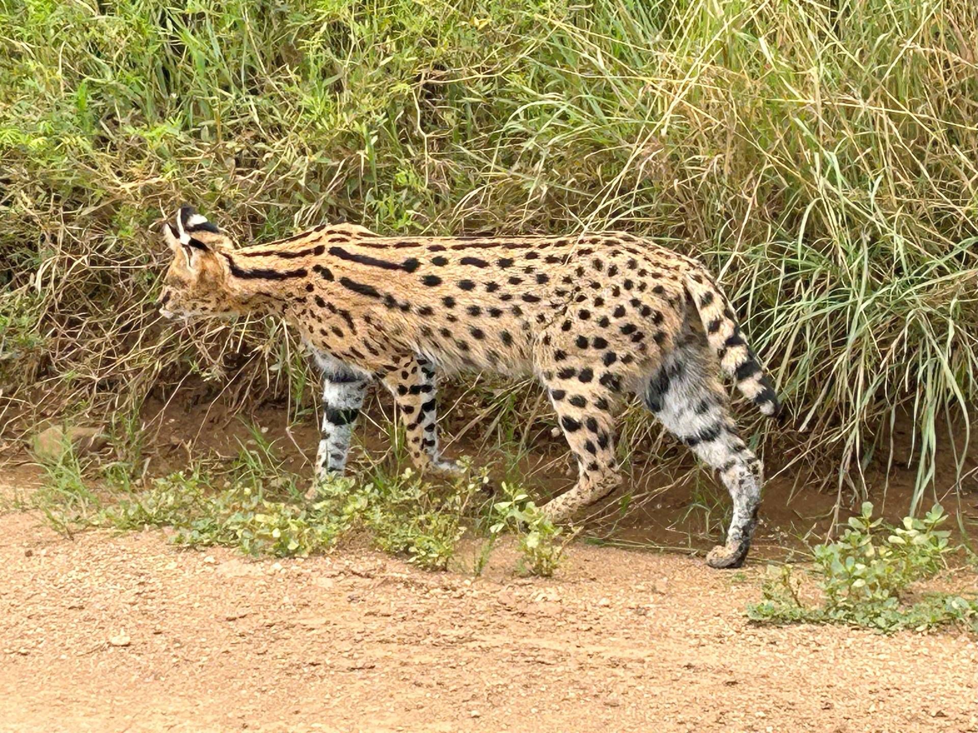 Nat&uuml;rlich blieb gen&uuml;gend Zeit, um sich die afrikanische Tierwelt anzuschauen.