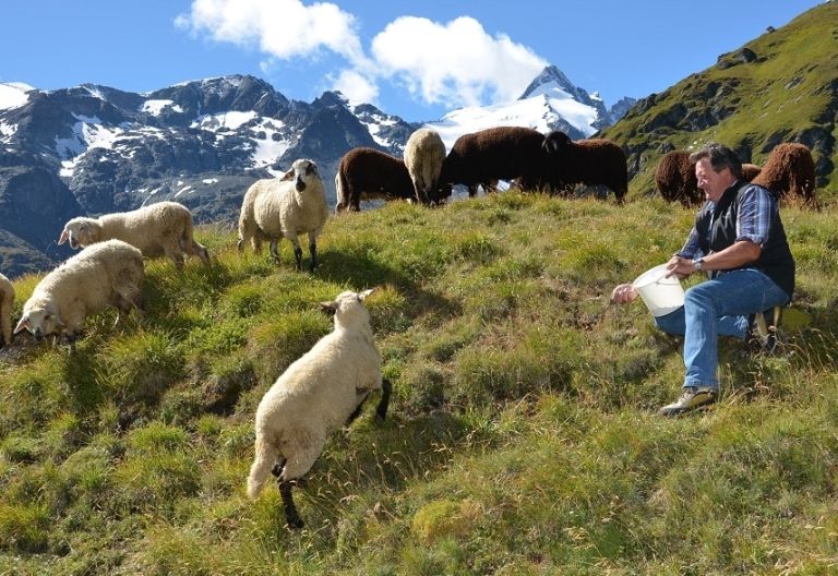 Glocknerlamm-Genusswoche und Glocknerlammfest