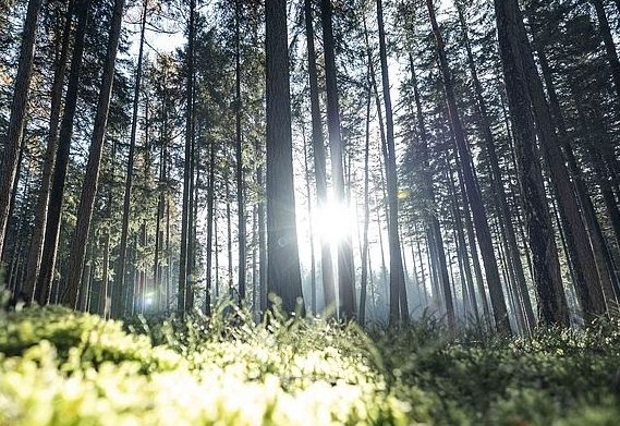 Forst-Experten diskutieren in Innsbruck