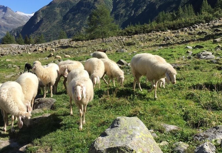 Almsommerbilanz: 73 Nutztierrisse in Osttirol