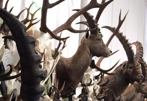 Jagdstatistik: Abschussquote bei Rotwild verfehlt