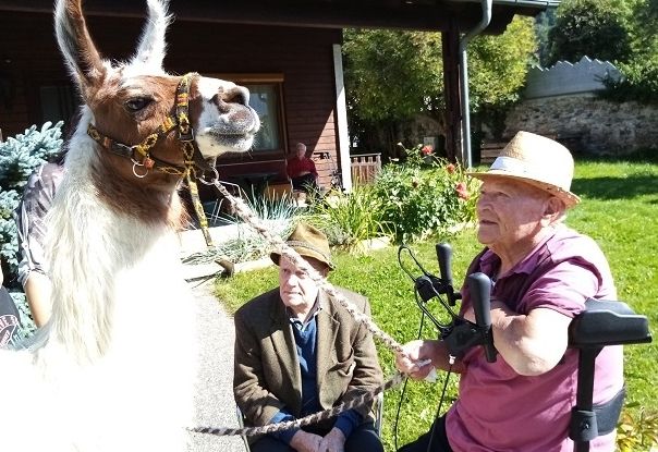 Lama-Besuch im Pflegeheim