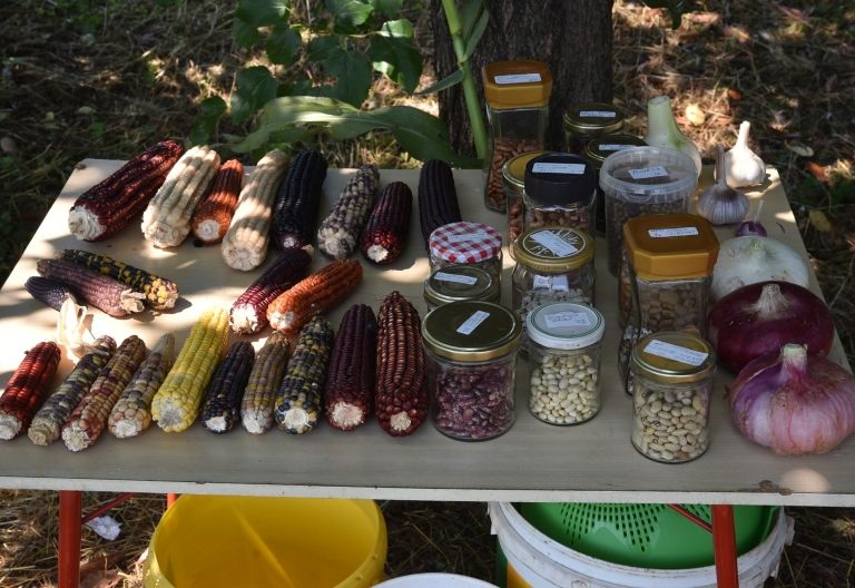 Saatgutfest und Sorten-Ausstellung im Pfleghaus Anras