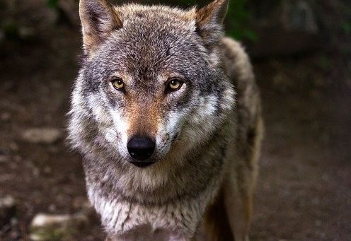 Wolf im Siedlungsgebiet gesichtet